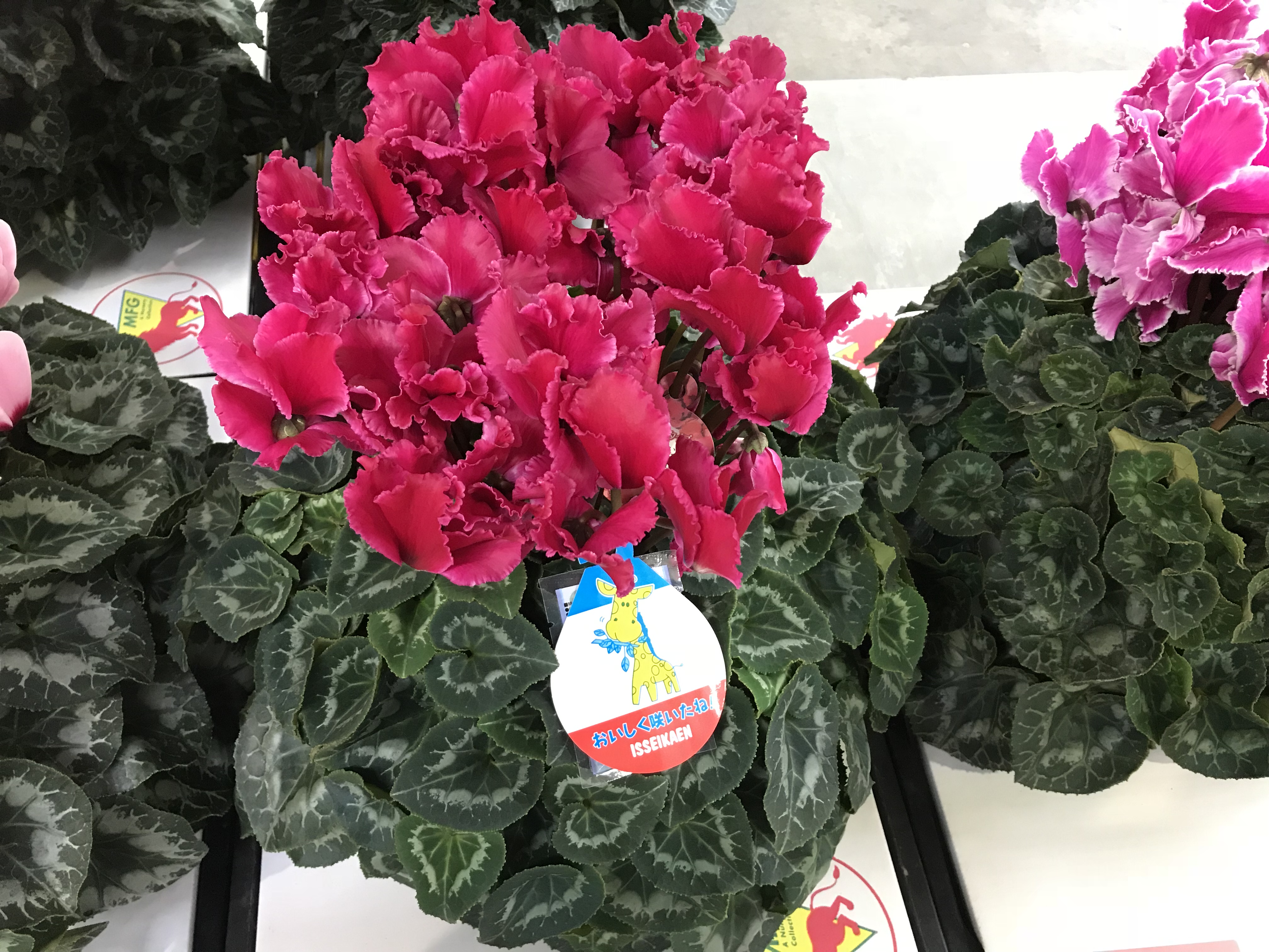 12月の花販売の成功 1年で一番売れる月 花屋開業 ドットコム